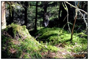images