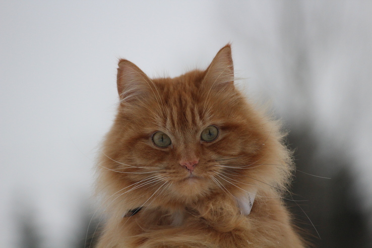 Understanding your cat’s undercoat and and how to keep it healthy.