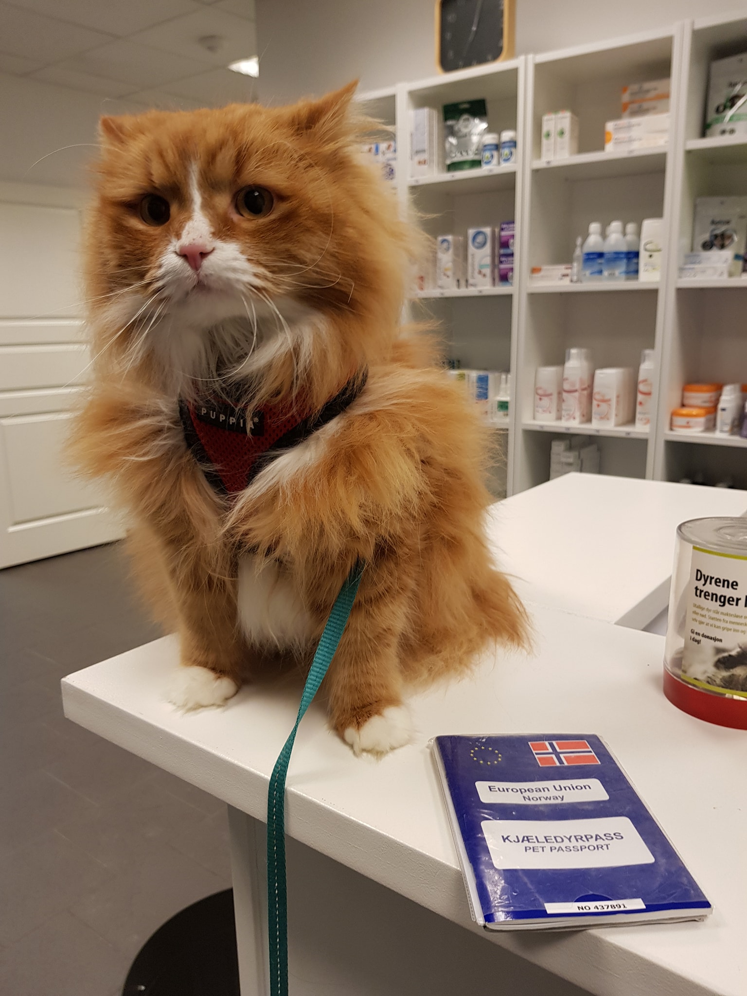 A Little Update From Our Cat