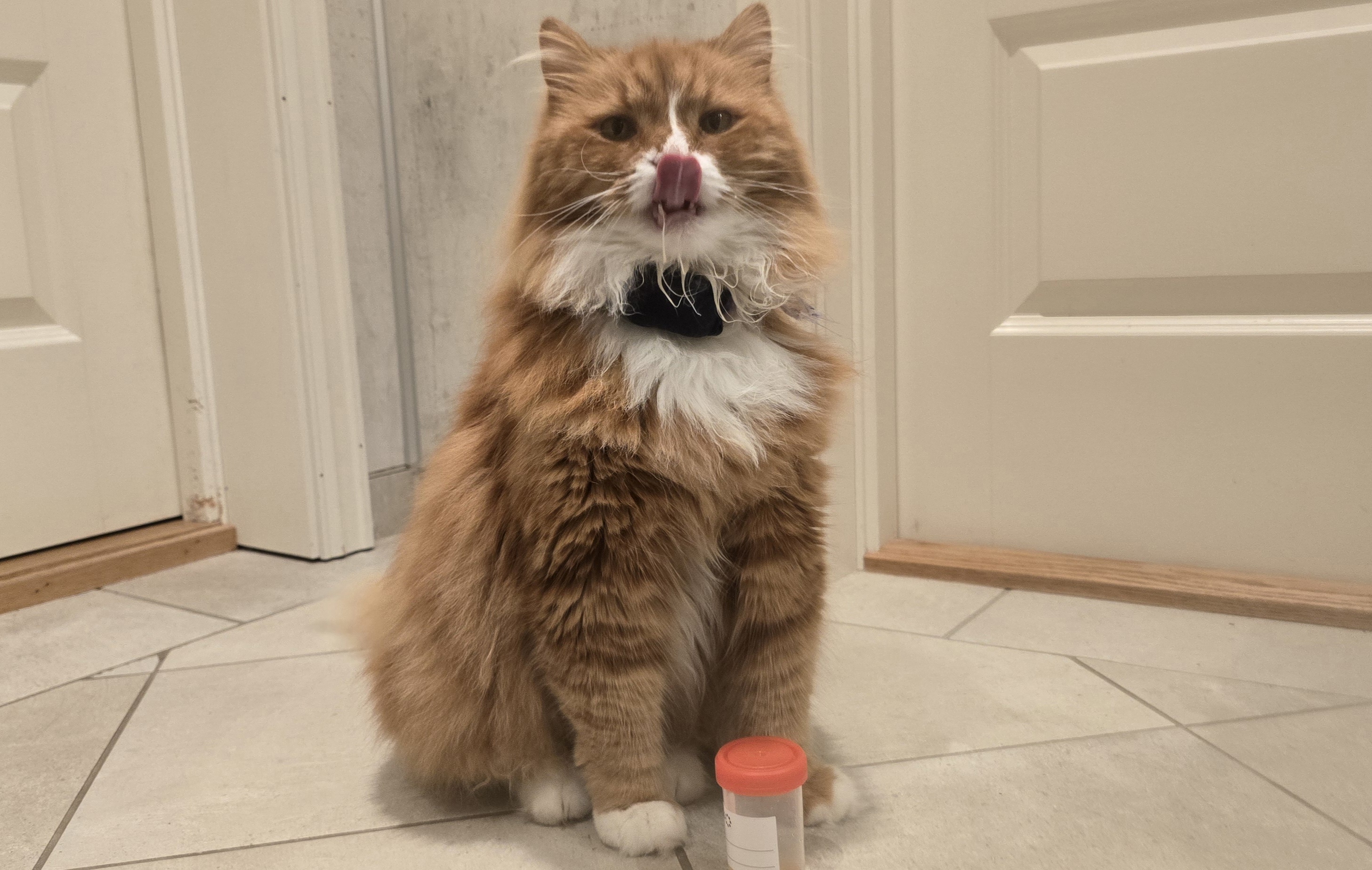 Urine samples delivered – all set for the health check!