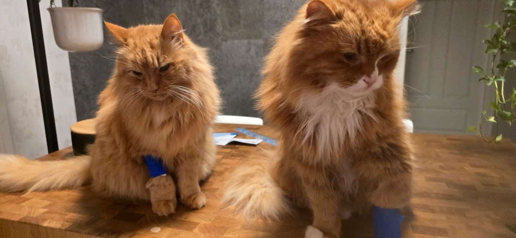 Senior Check-Up: A Small Investment for Many Extra Good Years